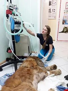 Ветклиника барс тверь телефон