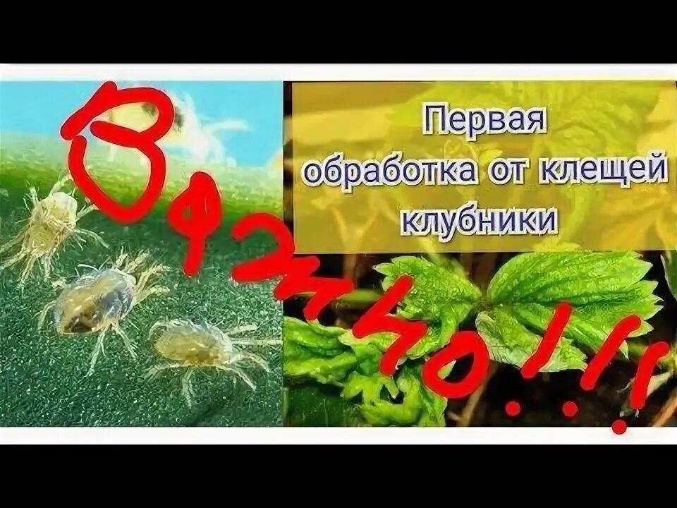 Как выглядит клещ на клубнике (57 фото)