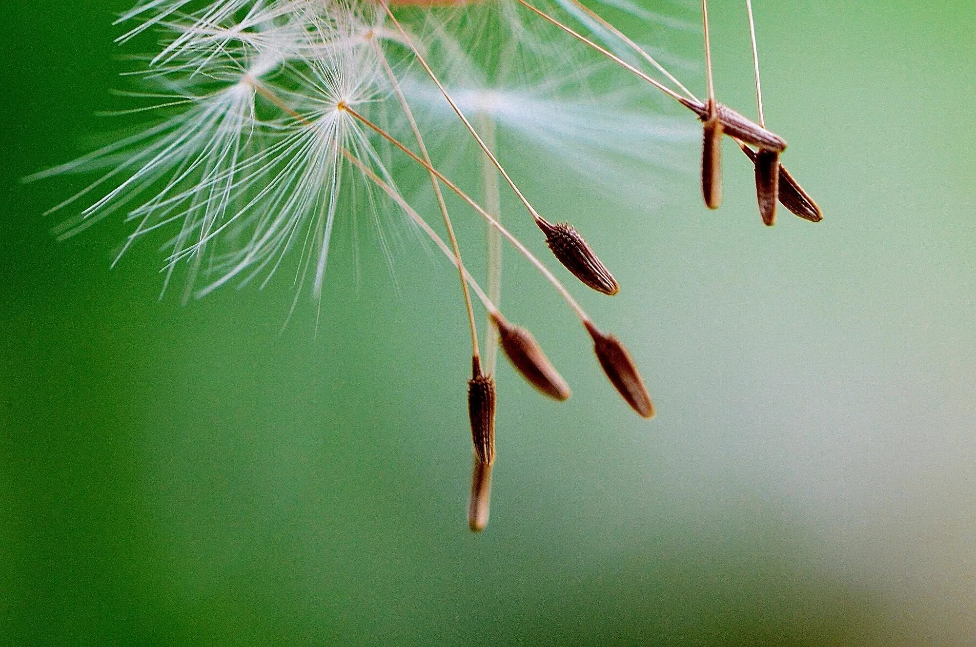 Какие растения переносятся ветром. Семена одуванчика. Семечко одуванчика. Семена парашютики. Летающие семена.