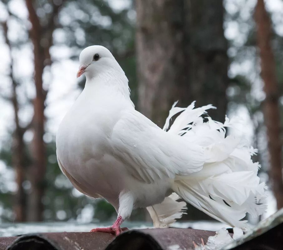 Как называется порода белых голубей. Голуби породы павлин. Палома белый голубь. Длинноклювые голуби. Голуби породы турман.