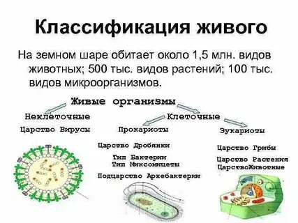 Для чего необходима систематика