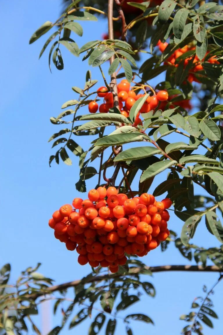 Рябина красная дерево. Sorbus aucuparia edulis (рябина обыкновенная). Рябина обыкновенная edulis. Рябина обыкновенная Эдулис. Рябина обыкновенная Сорбинка.