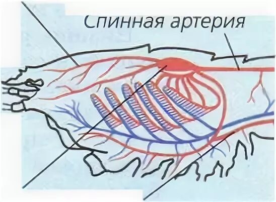 Жаберные щели хрящевых рыб. Жабры строение. Жаберные лепестки у костных рыб. Кожные жабры. Кожа акулы.