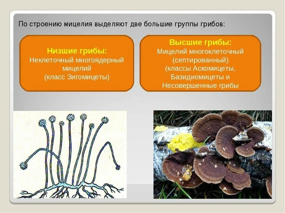 Мицелий грибов представлен одноклеточными. Группы грибов аскомицеты базидиомицеты. Строение грибницы мицелия. Классификация грибов базидиомицеты аскомицеты Зигомицеты. Аскомицеты мицелий.