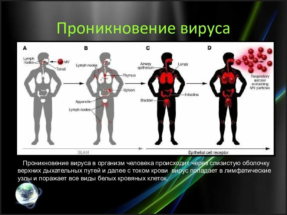 После попадания в организм. Пути проникновения вирусов в организм. Пути попадания вируса в организм. Как вирус проникает в организм. Как вирус попадает в организм человека.