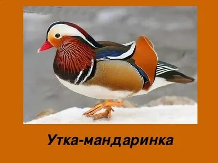 Утка мандаринка описание кратко
