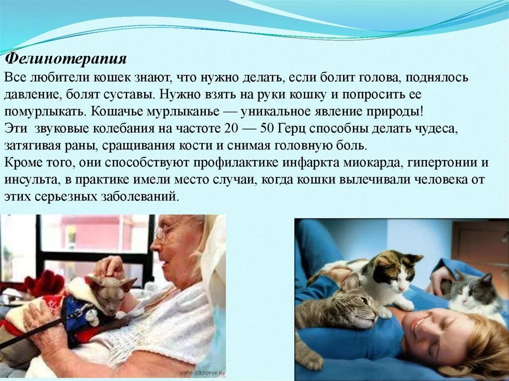 Лечат ли кошки людей. Фелинотерапия. Анималотерапия кошки. Фелинотерапия лечение кошками. Кошки лекари.