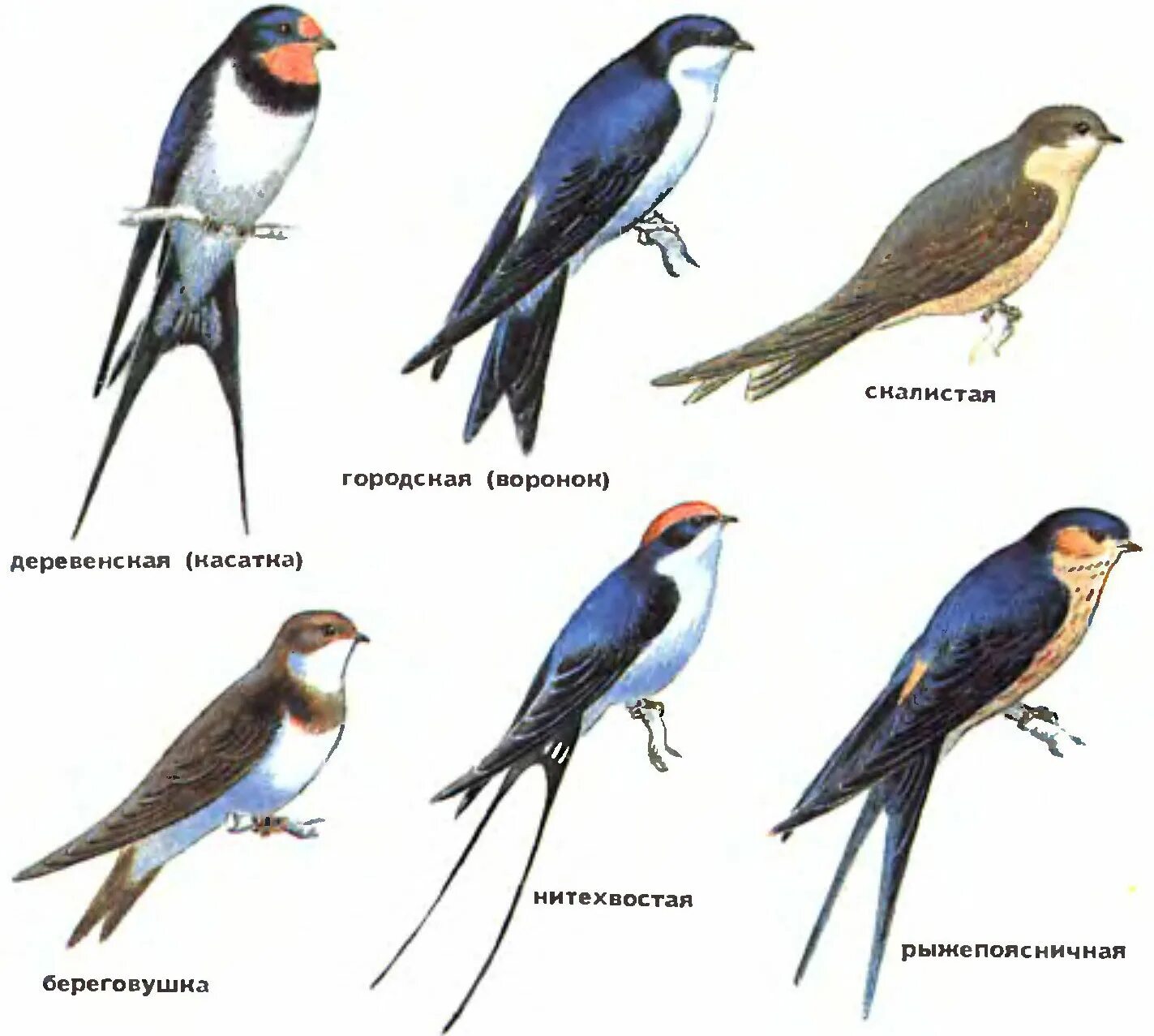 Деревенская Ласточка самец и самка. Насекомоядные птицы Ласточка. Городская Ласточка и деревенская Ласточка. Деревенская Ласточка самец и самка отличия. Как ласточку называли в старину