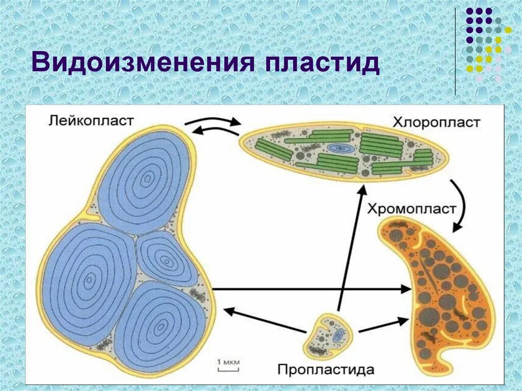 Лейкопласты в растительной клетке. Превращение пластид друг в друга. Пластиды лейкопласты. Пластиды хлоропласты хромопласты лейкопласты. Пластиды лейкопласты строение.