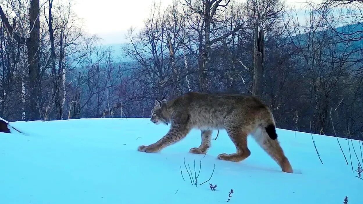 Рысь идет. Фотоловушки на Рысь.