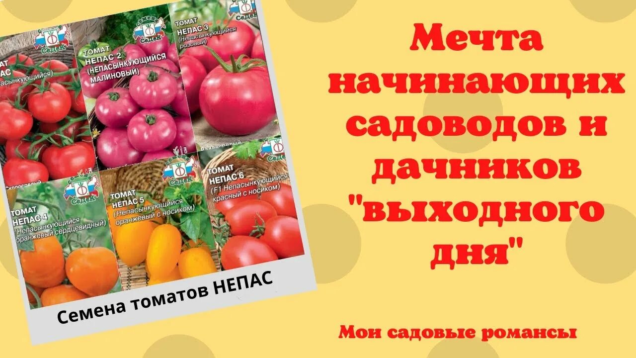 Томат Непас 12. Непас 10. Томат Непас 13. Сорт томата Непас 10.