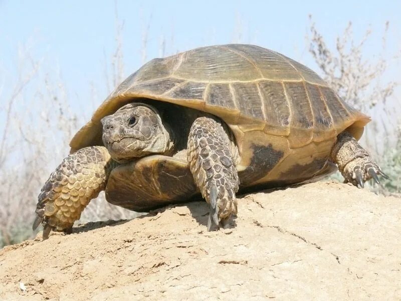 Сух черепаха. Среднеазиатская Степная черепаха. Среднеазиатская черепаха. Среднеазиатская сухопутная черепаха. Среднеазиатская сухопутная черепаха обитает.