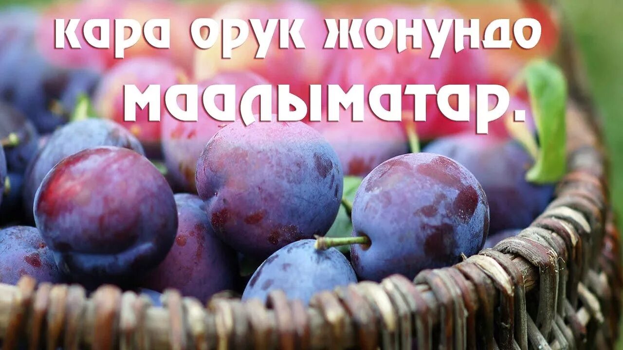 Орук текст. Орук текст. Ак орук. Айлуу кеч караоке текст. Кызыл орик песня.