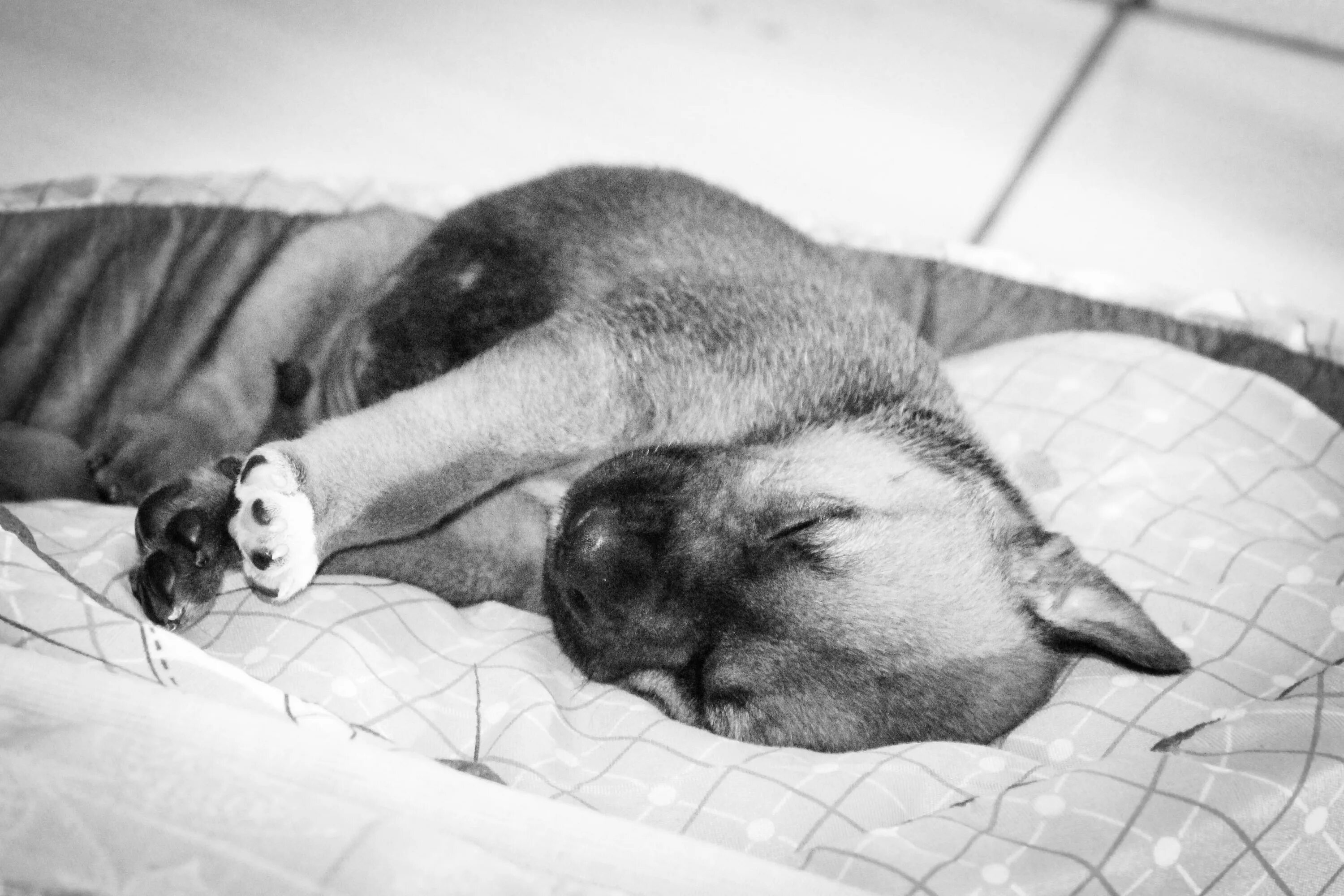 Зверь в постели. Спящий щенок. Домашние животные спят. Собака лежа.