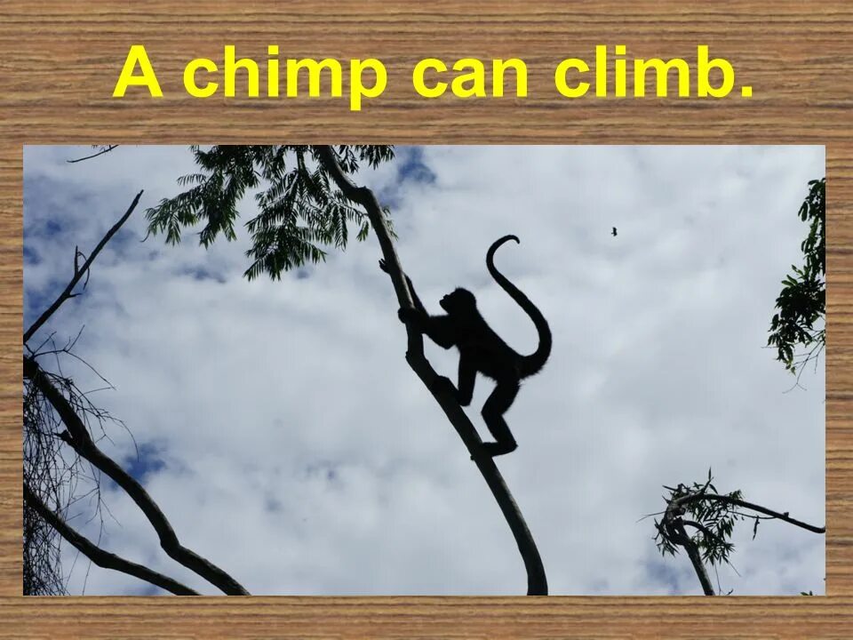 A chimp can перевод. Can Climb. Chimp Climb. Картинки i can Climb. Mouse can Climb.