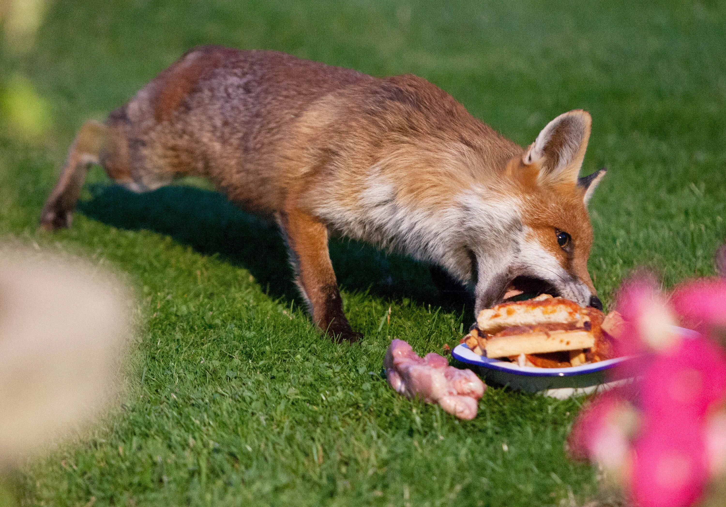 Красный голодный. Голодная лиса. Лиса ест. Лиса кушает. Лисичка кушает.
