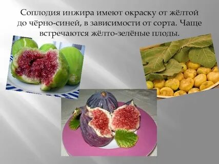Плод инжир детство семья поезд вагон