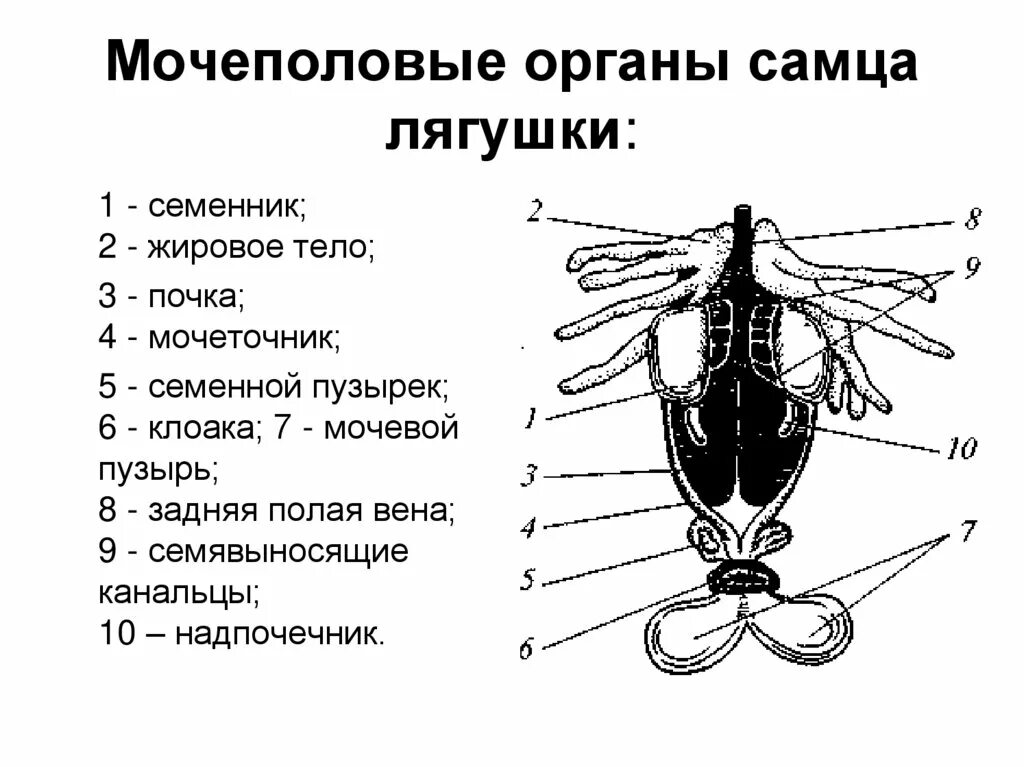 Мочеточник у земноводных. Органы выделительной системы лягушки. Мочеполовая система лягушки схема. Мочеполовая система самца лягушки схема. Строение половой системы самца лягушки.