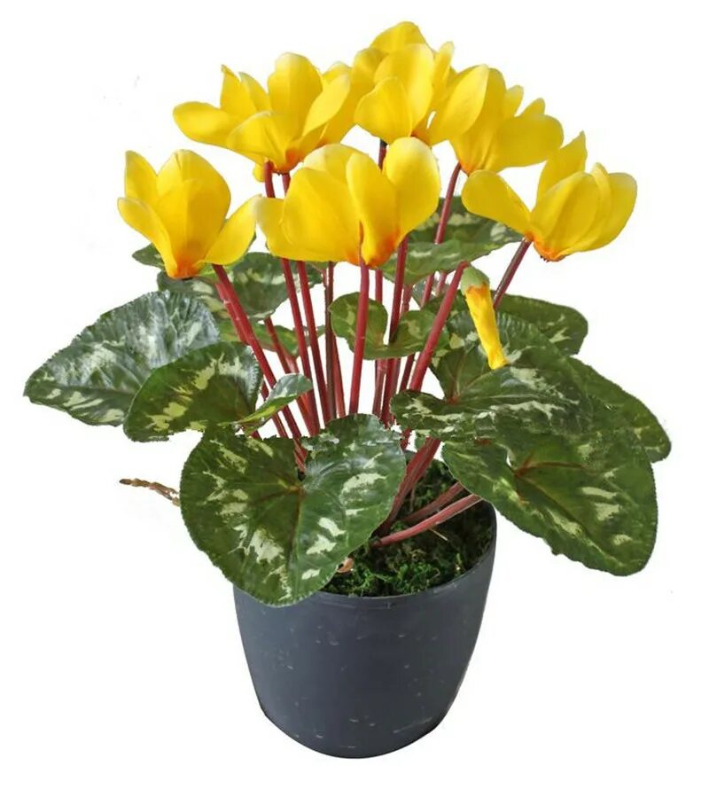 бегония элатиор карнавал. цветы в горшках цветущие. антуриум андрианум джоли розовый. цикламен персидский. домашние цветы в горшках с названиями цветущие.