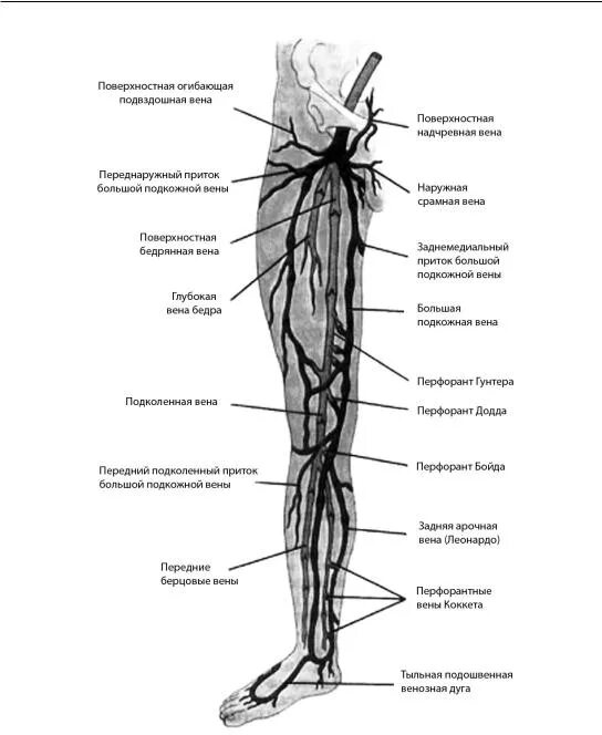 Вены нижних конечностей анатомия схема. Перфорантные вены нижних конечностей анатомия. Суральные вены нижних конечностей анатомия. Бедренная Вена анатомия схема.