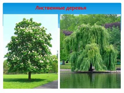 Лиственное дерево букв