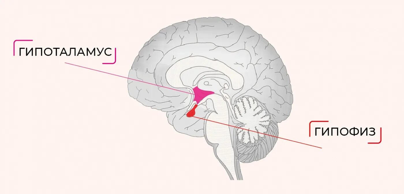 Гипофиз головного мозга. Гипофиз гипофиз гипоталамус. Гиппокамп гипофиз гипоталамус. Строение мозга гипофиз.