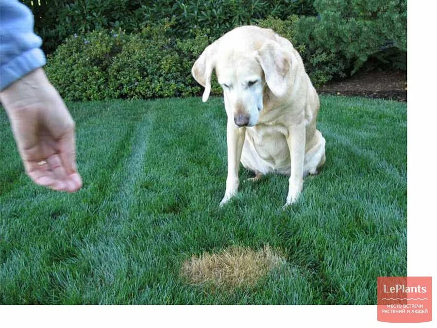 Сколько собака может без воды. Собака на газоне. Собака на лужайке. Собачья моча и газон. Пятна на газоне от собак.