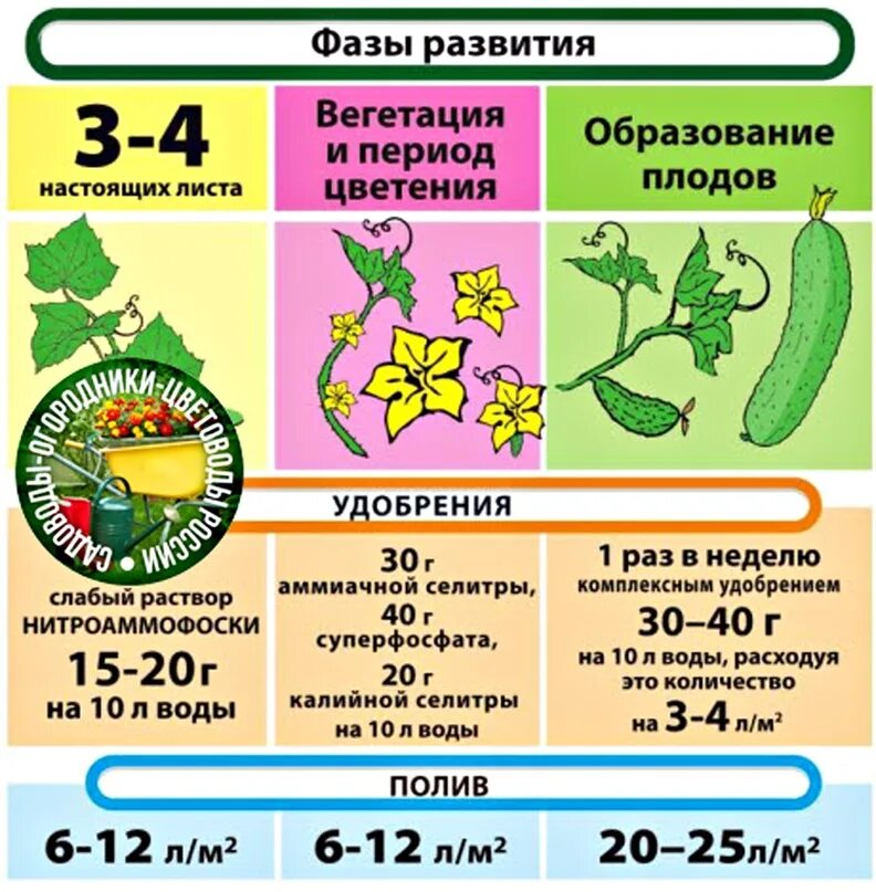 Сколько растут огурцы до высадки. Схема подкормки рассады огурцов. Схема подкормки огурцов таблица. Схема удобрений томатов и огурцов. Схема подкормки рассады овощных культур.