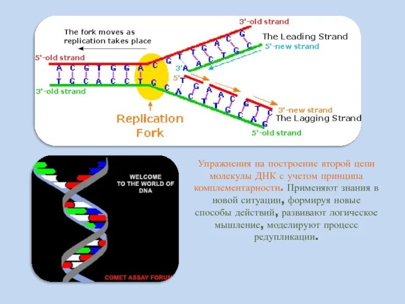 Вторая цепь ДНК , МРНК. Цепочка РНК. Цепочка ДНК И РНК. Правая и левая цепь ДНК.