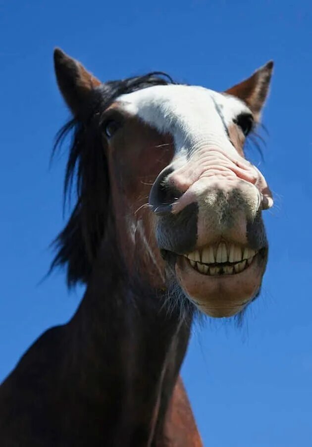 Улыбка лошади. Конь улыбается. Лошадь ржет. Лошадь улыбается зубами.