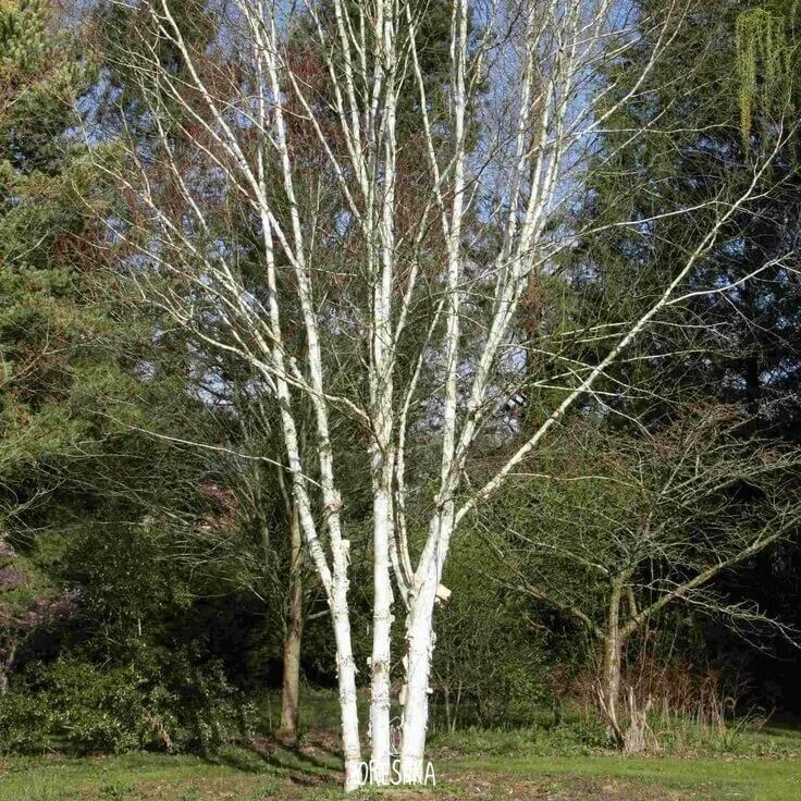 Береза Доренбос. Береза Жакмона (Вetula jacquemontii). Береза повислая Doorenbos. Береза гималайская многоствольная.