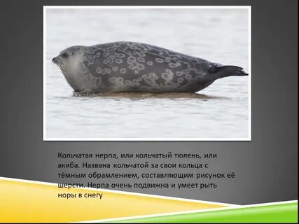 Кольчатая нерпа красная книга