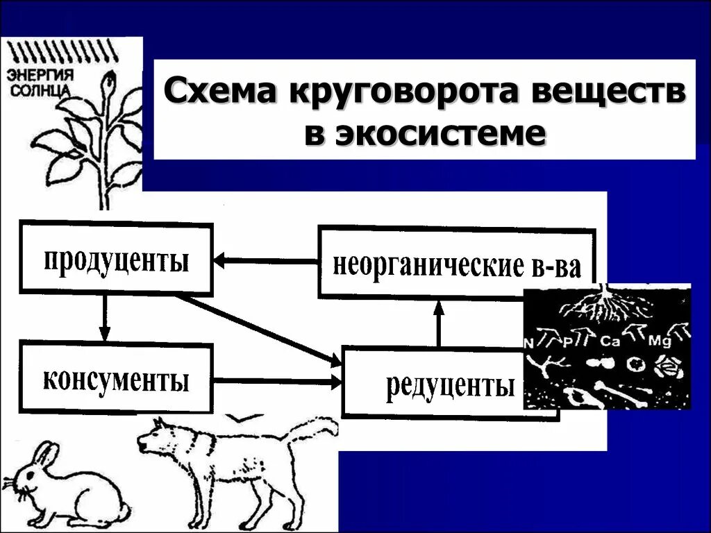 Выбрать пример редуцента. Цепь питания продуценты консументы редуценты. Схема круговорота веществ. Круговорот схема. Круговорот веществ в экосистеме.