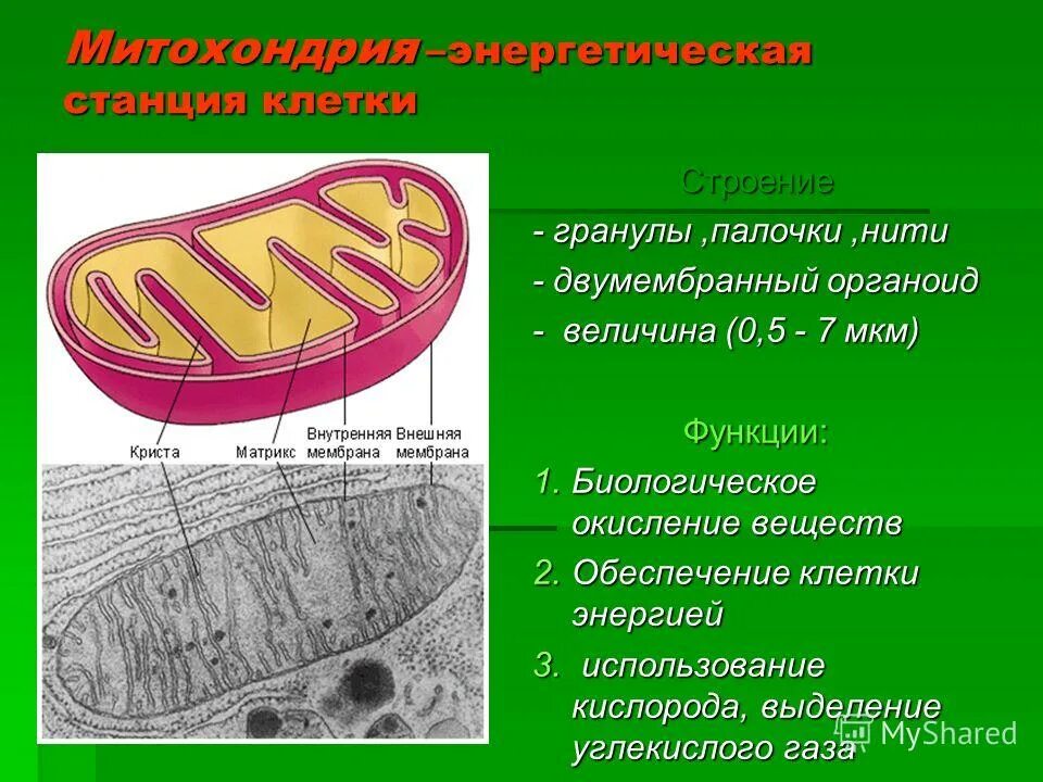 Митохондрии в клетках печени