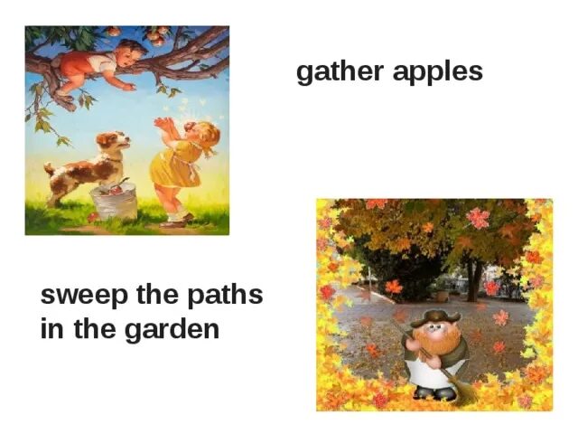 We are gathering apples in the garden