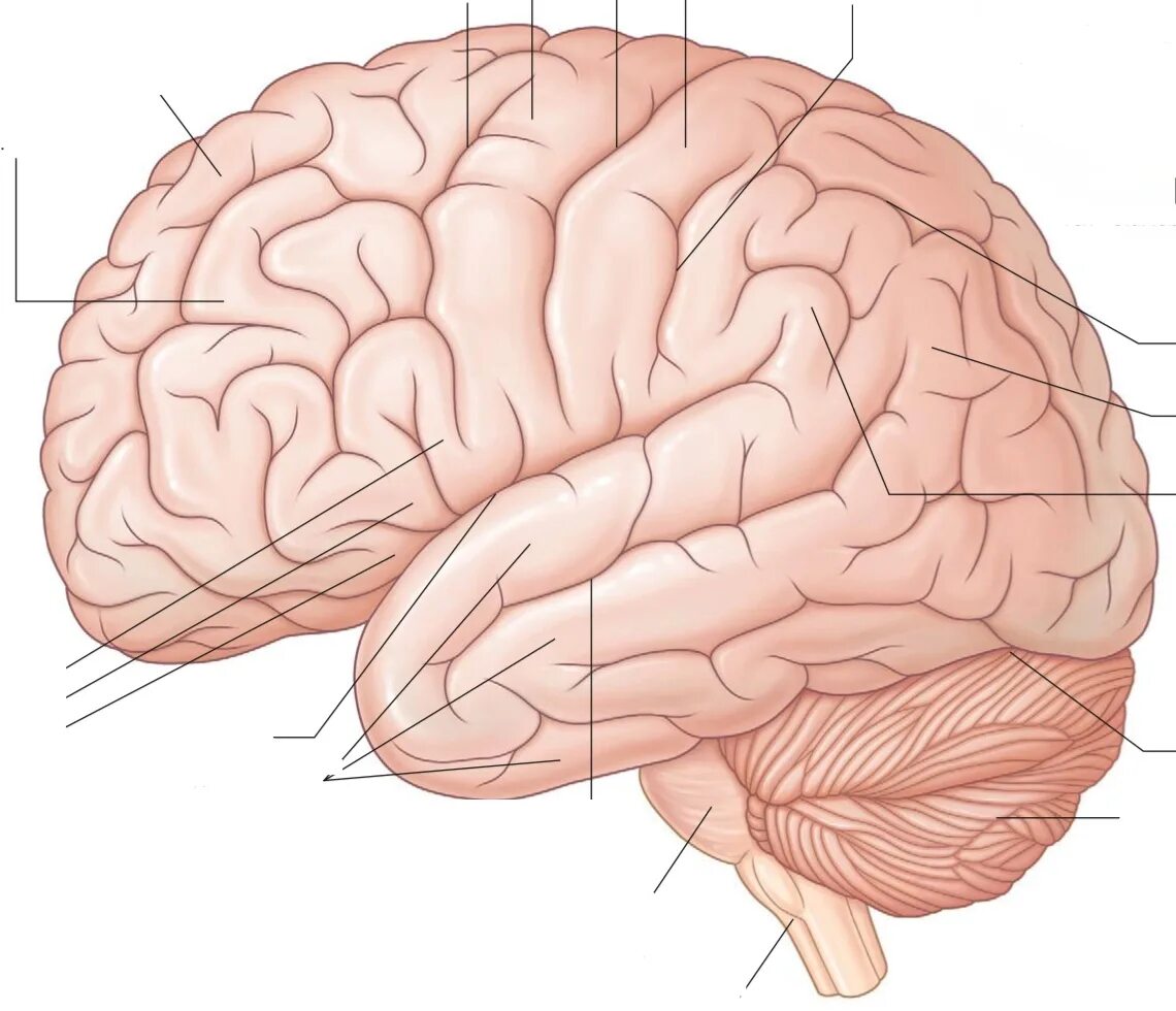 Brain 9