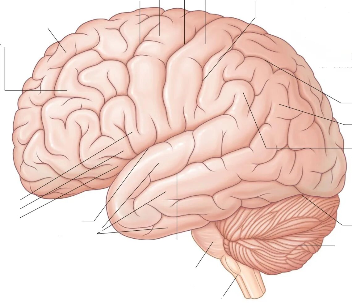 Верхнелатеральная поверхность полушария головного мозга. Полушария головного мозга конечный мозг. Доли коры больших полушарий конечного мозга. Извилины долей мозга