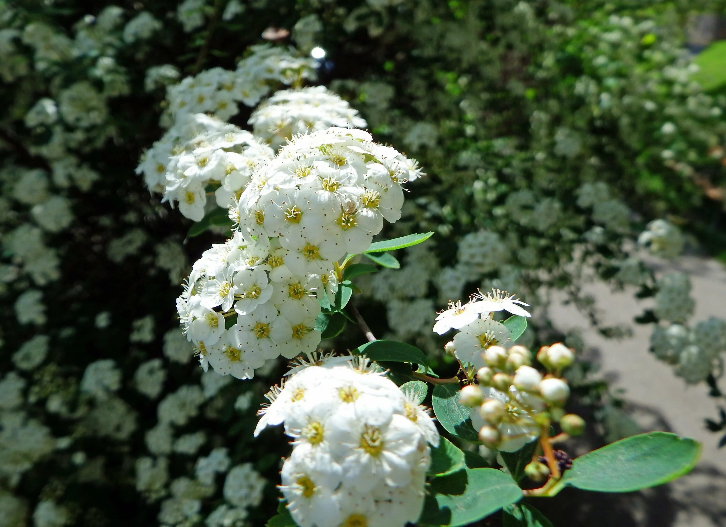 Spiraea cantoniensis. Спирея саммер вайн. Кустарник с белыми цветочками. Куст с белыми цветочками.