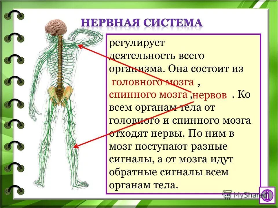 Нервная система человека 4 класс. Как нервная система регулирует систему органов. Конспект по окружающему миру организм человека. Нервную. Автономная вегетативная нервная система регулирует.