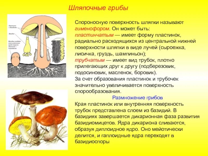 Шляпка подберезовика обыкновенного образована клетками содержащими