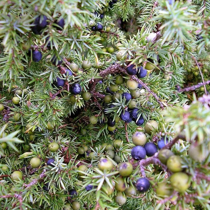 Можжевельник из ягод - Juniperus Communis