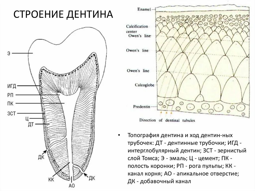Дентин зуба образуется из. Дентин зуба образуется из