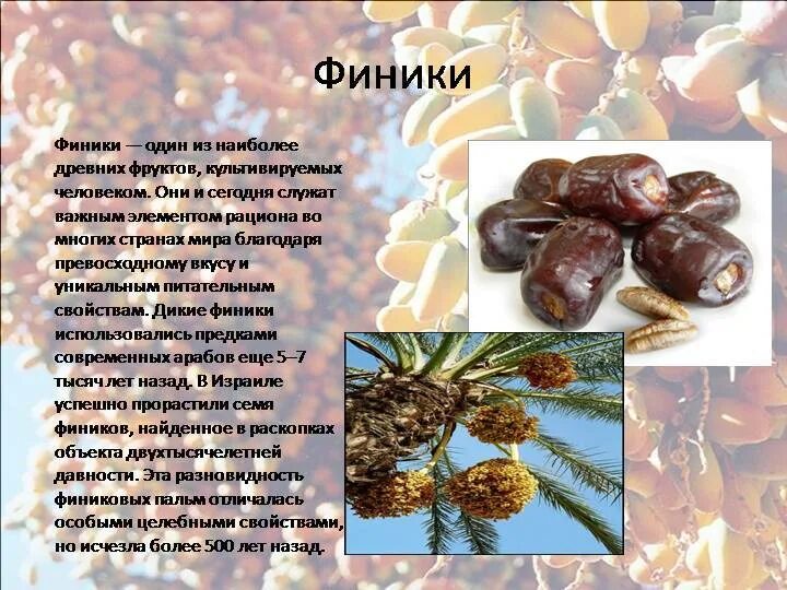 Интересная информация про финики. Описание финика. Финиковая пальма в оазисе. Финиковая пальма криофил. Сообщение про финики.
