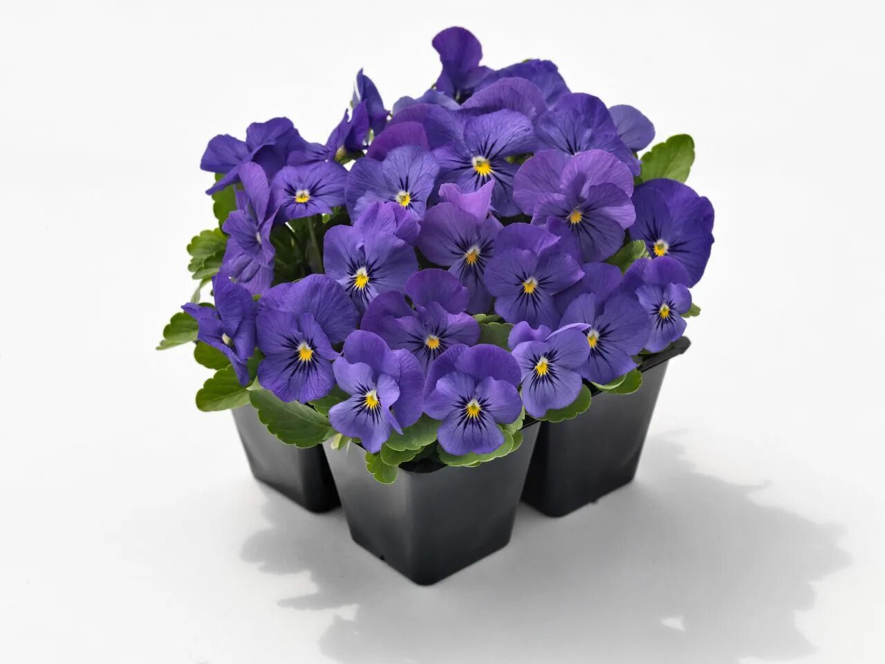 Рассада фиалки рогатой. Виола Адмире Блю. Виола рогатая. Виола рогатая (Viola cornuta) "Penny f1" (Purple Picotee). Фиалка кз Виола.