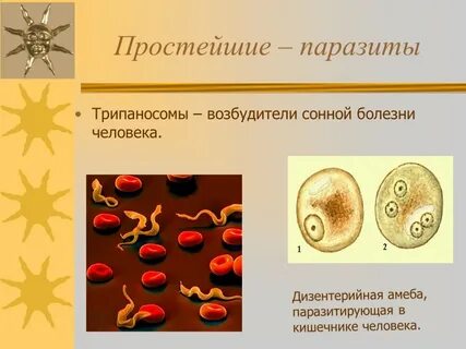 Паразитические простейшие значение простейших 7 класс презентация