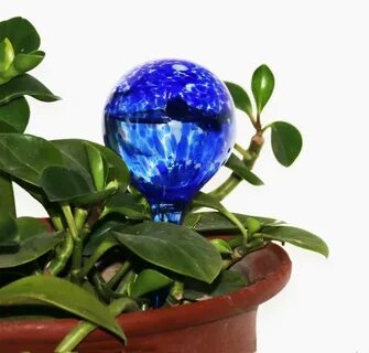 Globe plants