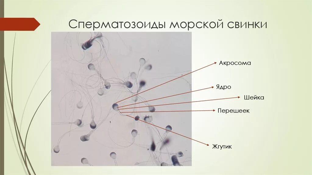 Спермии млекопитающих