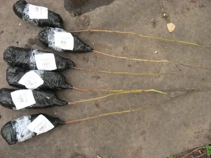 Саженцы маркет интернет магазин