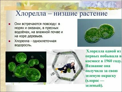 К каким систематическим группам относится хлорелла
