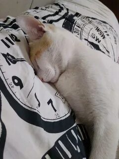 White sleeping